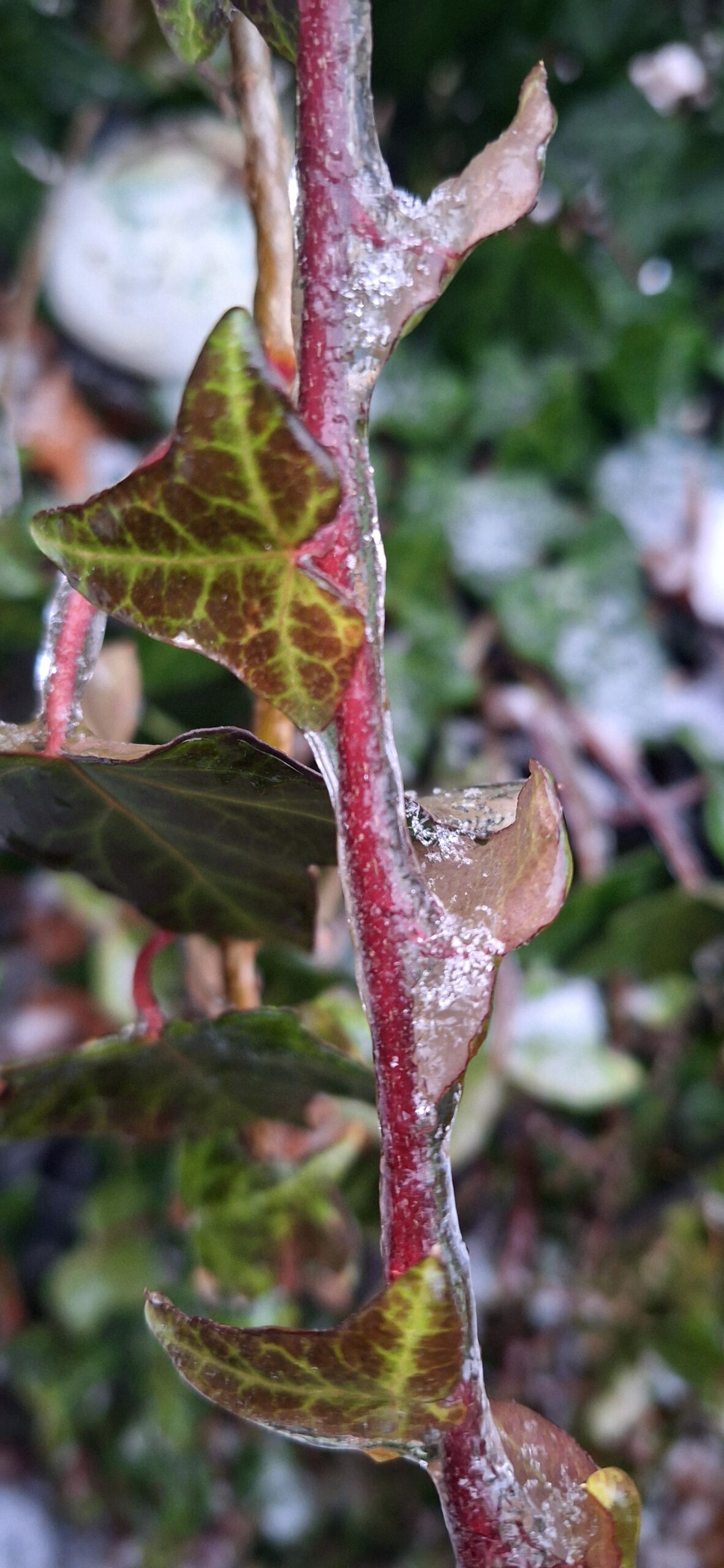 Coaching Esther Ammon